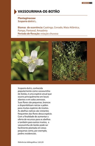 Scoparia dulcis, conhecida
popularmente como vassourinha-
de-botão, é uma espécie anual que
ocorre principalmente em locais
abertos e em solos arenosos.
Suas flores são pequenas, brancas
e disponibilizam néctar e pólen
para muitas espécies de insetos.
As abelhas nativas são visitantes
frequentes das flores dessa espécie.
Com a finalidade de aumentar a
oferta de recursos para as abelhas
e também para outros insetos, a
vassourinha-de-botão pode ser
facilmente plantada em áreas
pequenas como, por exemplo,
jardins residenciais.
Plantaginaceae
Scoparia dulcis L.
Biomas de ocorrência: Caatinga, Cerrado, Mata Atlântica,
Pampa, Pantanal, Amazônia
Período de floração: estação chuvosa
VASSOURINHA-DE-BOTÃO
Referências bibliográficas: 5,8,9,20
HERBÁCEAS 153
 