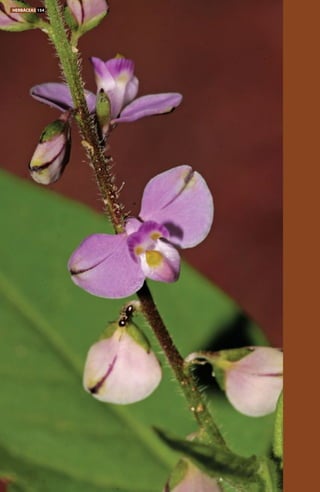 HERBÁCEAS 154
 