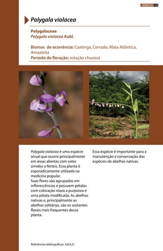 Polygala violacea é uma espécie
anual que ocorre principalmente
em áreas abertas com solos
úmidos e férteis. Essa planta é
esporadicamente utilizada na
medicina popular.
Suas flores são agrupadas em
inflorescências e possuem pétalas
com coloração rósea a purpúrea e
uma pétala modificada. As abelhas
nativas e, principalmente as
abelhas solitárias, são os visitantes
florais mais frequentes dessa
planta.
Essa espécie é importante para a
manutenção e conservação das
espécies de abelhas nativas.
Polygalaceae
Polygala violacea Aubl.
Biomas de ocorrência: Caatinga, Cerrado, Mata Atlântica,
Amazônia
Período de floração: estação chuvosa
Polygala violacea
Referências bibliográficas: 4,8,9,21
HERBÁCEAS 155
 