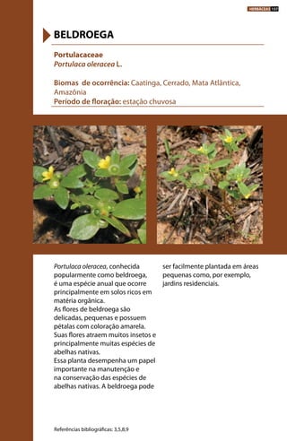 Portulaca oleracea, conhecida
popularmente como beldroega,
é uma espécie anual que ocorre
principalmente em solos ricos em
matéria orgânica.
As flores de beldroega são
delicadas, pequenas e possuem
pétalas com coloração amarela.
Suas flores atraem muitos insetos e
principalmente muitas espécies de
abelhas nativas.
Essa planta desempenha um papel
importante na manutenção e
na conservação das espécies de
abelhas nativas. A beldroega pode
ser facilmente plantada em áreas
pequenas como, por exemplo,
jardins residenciais.
Portulacaceae
Portulaca oleracea L.
Biomas de ocorrência: Caatinga, Cerrado, Mata Atlântica,
Amazônia
Período de floração: estação chuvosa
BELDROEGA
Referências bibliográficas: 3,5,8,9
HERBÁCEAS 157
 