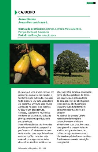 O cajueiro é uma árvore comum em
pequenos pomares, nas cidades e
também muito cultivada em quase
todo o país. O seu fruto verdadeiro
é a castanha, um fruto seco muito
apreciado no Brasil e no exterior.
O“caju”é um pseudofruto,
carnoso, suculento e muito rico
em fonte de vitamina C, utilizado
principalmente na produção de
sucos e doces.
Suas inflorescências são formadas
por flores vermelhas, pequenas e
perfumadas. O néctar é o recurso
mais atrativo para os polinizadores,
embora o pólen também seja
coletado por algumas espécies
de abelhas. Abelhas solitárias do
gênero Centris, também conhecidas
como abelhas coletoras de óleos,
são os principais polinizadores
do caju. Espécies de abelhas sem
ferrão como a abelha jandaíra
(Melipona subnitida) também
coletam néctar nas flores do
cajueiro.
As abelhas do gênero Centris
necessitam de óleo para
construírem seus ninhos e
alimentarem suas crias. Portanto,
para garantir a presença dessas
abelhas em grandes áreas de
cultivo de caju, recomenda-se o
plantio de espécies fontes de óleos
florais como a acerola (Malpighia
emarginata).
Anacardiaceae
Anacardium occidentale L.
Biomas de ocorrência: Caatinga, Cerrado, Mata Atlântica,
Pampa, Pantanal, Amazônia
Período de floração: estação seca
CAJUEIRO
Referências bibliográficas: 8,9,13,15
Anacardium occidentale
ÁRVORES 15
 