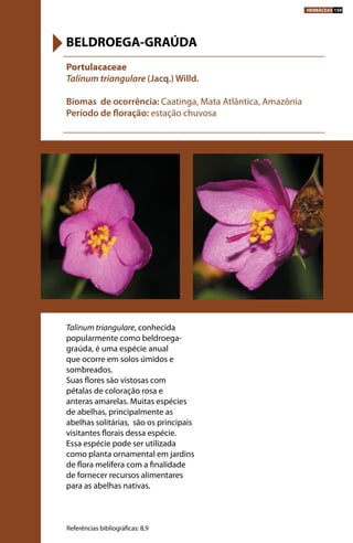 Talinum triangulare, conhecida
popularmente como beldroega-
graúda, é uma espécie anual
que ocorre em solos úmidos e
sombreados.
Suas flores são vistosas com
pétalas de coloração rosa e
anteras amarelas. Muitas espécies
de abelhas, principalmente as
abelhas solitárias, são os principais
visitantes florais dessa espécie.
Essa espécie pode ser utilizada
como planta ornamental em jardins
de flora melífera com a finalidade
de fornecer recursos alimentares
para as abelhas nativas.
Portulacaceae
Talinum triangulare (Jacq.) Willd.
Biomas de ocorrência: Caatinga, Mata Atlântica, Amazônia
Período de floração: estação chuvosa
BELDROEGA-GRAÚDA
Referências bibliográficas: 8,9
HERBÁCEAS 159
 