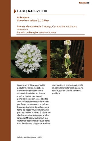 Borreria verticillata, conhecida
popularmente como cabeça-
de-velho ou também como
vassourinha-de-botão, é uma
espécie perene que ocorre
principalmente em áreas abertas.
Suas inflorescências são formadas
por flores pequenas e com pétalas
brancas. A cabeça-de-velho é uma
fonte de néctar muito importante
para as abelhas nativas. Espécies de
abelhas sem ferrão como a abelha
jandaíra (Melipona subnitida) são
visitantes frequentes de suas flores.
Para fortalecer a criação de abelhas
sem ferrão e a produção de mel é
importante utilizar essa planta na
construção de jardins com flora
melífera.
Rubiaceae
Borreria verticillata (L.) G.Mey.
Biomas de ocorrência: Caatinga, Cerrado, Mata Atlântica,
Amazônia
Período de floração: estação chuvosa
CABEÇA-DE-VELHO
Referências bibliográficas: 5,8,9,21
HERBÁCEAS 161
 