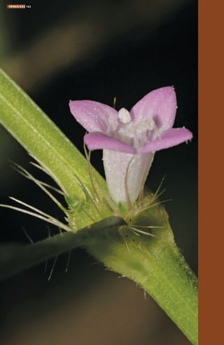 HERBÁCEAS 162
 