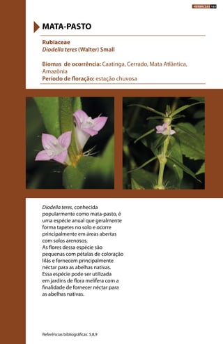 Diodella teres, conhecida
popularmente como mata-pasto, é
uma espécie anual que geralmente
forma tapetes no solo e ocorre
principalmente em áreas abertas
com solos arenosos.
As flores dessa espécie são
pequenas com pétalas de coloração
lilás e fornecem principalmente
néctar para as abelhas nativas.
Essa espécie pode ser utilizada
em jardins de flora melífera com a
finalidade de fornecer néctar para
as abelhas nativas.
Rubiaceae
Diodella teres (Walter) Small
Biomas de ocorrência: Caatinga, Cerrado, Mata Atlântica,
Amazônia
Período de floração: estação chuvosa
MATA-PASTO
Referências bibliográficas: 5,8,9
HERBÁCEAS 163
 