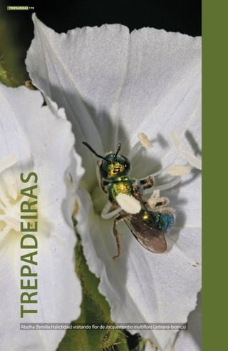 TREPADEIRAS
TREPADEIRAS 170
Abelha (família Halictidae) visitando flor de Jacquemontiamultiflora (jetirana-branca)
 