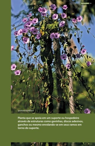 Planta que se apoia em um suporte ou hospedeiro
através de estruturas como gavinhas, discos adesivos,
ganchos ou mesmo enrolando-se em seus ramos em
torno do suporte.
Ipomoea bahiensis
TREPADEIRAS 171
 