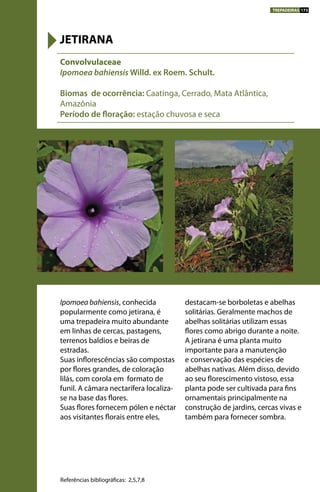 Ipomoea bahiensis, conhecida
popularmente como jetirana, é
uma trepadeira muito abundante
em linhas de cercas, pastagens,
terrenos baldios e beiras de
estradas.
Suas inflorescências são compostas
por flores grandes, de coloração
lilás, com corola em formato de
funil. A câmara nectarífera localiza-
se na base das flores.
Suas flores fornecem pólen e néctar
aos visitantes florais entre eles,
destacam-se borboletas e abelhas
solitárias. Geralmente machos de
abelhas solitárias utilizam essas
flores como abrigo durante a noite.
A jetirana é uma planta muito
importante para a manutenção
e conservação das espécies de
abelhas nativas. Além disso, devido
ao seu florescimento vistoso, essa
planta pode ser cultivada para fins
ornamentais principalmente na
construção de jardins, cercas vivas e
também para fornecer sombra.
Convolvulaceae
Ipomoea bahiensis Willd. ex Roem. Schult.
Biomas de ocorrência: Caatinga, Cerrado, Mata Atlântica,
Amazônia
Período de floração: estação chuvosa e seca
JETIRANA
Referências bibliográficas: 2,5,7,8
TREPADEIRAS 173
 