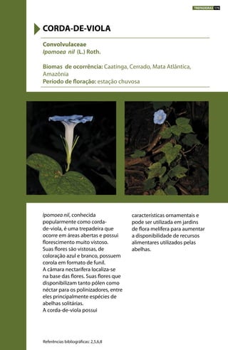 Ipomoea nil, conhecida
popularmente como corda-
de-viola, é uma trepadeira que
ocorre em áreas abertas e possui
florescimento muito vistoso.
Suas flores são vistosas, de
coloração azul e branco, possuem
corola em formato de funil.
A câmara nectarífera localiza-se
na base das flores. Suas flores que
disponibilizam tanto pólen como
néctar para os polinizadores, entre
eles principalmente espécies de
abelhas solitárias.
A corda-de-viola possui
características ornamentais e
pode ser utilizada em jardins
de flora melífera para aumentar
a disponibilidade de recursos
alimentares utilizados pelas
abelhas.
Convolvulaceae
Ipomoea nil (L.) Roth.
Biomas de ocorrência: Caatinga, Cerrado, Mata Atlântica,
Amazônia
Período de floração: estação chuvosa
CORDA-DE-VIOLA
Referências bibliográficas: 2,5,6,8
TREPADEIRAS 175
 