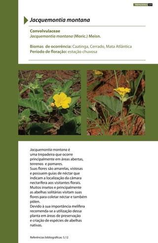 Jacquemontia montana é
uma trepadeira que ocorre
principalmente em áreas abertas,
terrenos e pomares.
Suas flores são amarelas, vistosas
e possuem guias de néctar que
indicam a localização da câmara
nectarífera aos visitantes florais.
Muitos insetos e principalmente
as abelhas solitárias visitam suas
flores para coletar néctar e também
pólen.
Devido à sua importância melífera
recomenda-se a utilização dessa
planta em áreas de preservação
e criação de espécies de abelhas
nativas.
Convolvulaceae
Jacquemontia montana (Moric.) Meisn.
Biomas de ocorrência: Caatinga, Cerrado, Mata Atlântica
Período de floração: estação chuvosa
Jacquemontia montana
Referências bibliográficas: 5,12
TREPADEIRAS 177
 