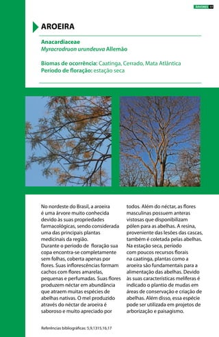 No nordeste do Brasil, a aroeira
é uma árvore muito conhecida
devido às suas propriedades
farmacológicas, sendo considerada
uma das principais plantas
medicinais da região.
Durante o período de floração sua
copa encontra-se completamente
sem folhas, coberta apenas por
flores. Suas inflorescências formam
cachos com flores amarelas,
pequenas e perfumadas. Suas flores
produzem néctar em abundância
que atraem muitas espécies de
abelhas nativas. O mel produzido
através do néctar de aroeira é
saboroso e muito apreciado por
todos. Além do néctar, as flores
masculinas possuem anteras
vistosas que disponibilizam
pólen para as abelhas. A resina,
proveniente das lesões das cascas,
também é coletada pelas abelhas.
Na estação seca, período
com poucos recursos florais
na caatinga, plantas como a
aroeira são fundamentais para a
alimentação das abelhas. Devido
às suas características melíferas é
indicado o plantio de mudas em
áreas de conservação e criação de
abelhas. Além disso, essa espécie
pode ser utilizada em projetos de
arborização e paisagismo.
Anacardiaceae
Myracrodruon urundeuva Allemão
Biomas de ocorrência: Caatinga, Cerrado, Mata Atlântica
Período de floração: estação seca
AROEIRA
Referências bibliográficas: 5,9,1315,16,17
ÁRVORES 17
 