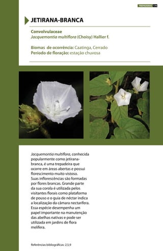Jacquemontia multiflora, conhecida
popularmente como jetirana-
branca, é uma trepadeira que
ocorre em áreas abertas e possui
florescimento muito vistoso.
Suas inflorescências são formadas
por flores brancas. Grande parte
da sua corola é utilizada pelos
visitantes florais como plataforma
de pouso e o guia de néctar indica
a localização da câmara nectarífera.
Essa espécie desempenha um
papel importante na manutenção
das abelhas nativas e pode ser
utilizada em jardins de flora
melífera.
Convolvulaceae
Jacquemontia multiflora (Choisy) Hallier f.
Biomas de ocorrência: Caatinga, Cerrado
Período de floração: estação chuvosa
JETIRANA-BRANCA
Referências bibliográficas: 2,5,9
TREPADEIRAS 179
 