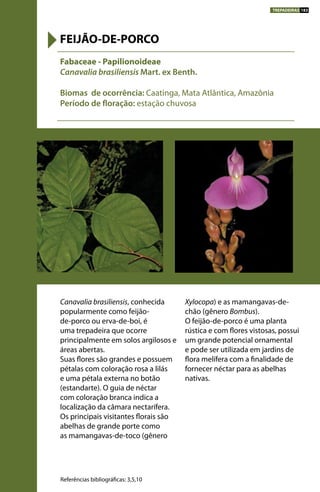 Canavalia brasiliensis, conhecida
popularmente como feijão-
de-porco ou erva-de-boi, é
uma trepadeira que ocorre
principalmente em solos argilosos e
áreas abertas.
Suas flores são grandes e possuem
pétalas com coloração rosa a lilás
e uma pétala externa no botão
(estandarte). O guia de néctar
com coloração branca indica a
localização da câmara nectarífera.
Os principais visitantes florais são
abelhas de grande porte como
as mamangavas-de-toco (gênero
Xylocopa) e as mamangavas-de-
chão (gênero Bombus).
O feijão-de-porco é uma planta
rústica e com flores vistosas, possui
um grande potencial ornamental
e pode ser utilizada em jardins de
flora melífera com a finalidade de
fornecer néctar para as abelhas
nativas.
Fabaceae - Papilionoideae
Canavalia brasiliensis Mart. ex Benth.
Biomas de ocorrência: Caatinga, Mata Atlântica, Amazônia
Período de floração: estação chuvosa
FEIJÃO-DE-PORCO
Referências bibliográficas: 3,5,10
TREPADEIRAS 183
 