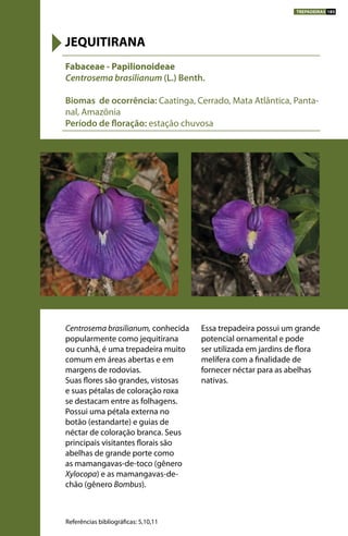 Centrosema brasilianum, conhecida
popularmente como jequitirana
ou cunhã, é uma trepadeira muito
comum em áreas abertas e em
margens de rodovias.
Suas flores são grandes, vistosas
e suas pétalas de coloração roxa
se destacam entre as folhagens.
Possui uma pétala externa no
botão (estandarte) e guias de
néctar de coloração branca. Seus
principais visitantes florais são
abelhas de grande porte como
as mamangavas-de-toco (gênero
Xylocopa) e as mamangavas-de-
chão (gênero Bombus).
Essa trepadeira possui um grande
potencial ornamental e pode
ser utilizada em jardins de flora
melífera com a finalidade de
fornecer néctar para as abelhas
nativas.
Fabaceae - Papilionoideae
Centrosema brasilianum (L.) Benth.
Biomas de ocorrência: Caatinga, Cerrado, Mata Atlântica, Panta-
nal, Amazônia
Período de floração: estação chuvosa
JEQUITIRANA
Referências bibliográficas: 5,10,11
TREPADEIRAS 185
 