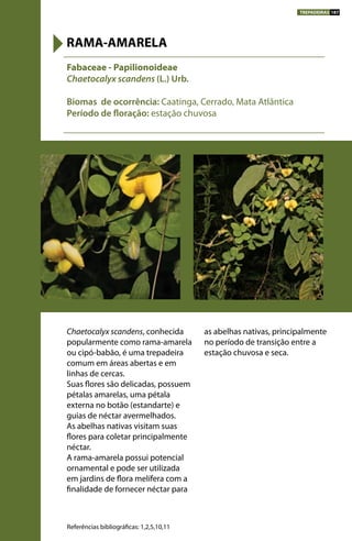 Chaetocalyx scandens, conhecida
popularmente como rama-amarela
ou cipó-babão, é uma trepadeira
comum em áreas abertas e em
linhas de cercas.
Suas flores são delicadas, possuem
pétalas amarelas, uma pétala
externa no botão (estandarte) e
guias de néctar avermelhados.
As abelhas nativas visitam suas
flores para coletar principalmente
néctar.
A rama-amarela possui potencial
ornamental e pode ser utilizada
em jardins de flora melífera com a
finalidade de fornecer néctar para
as abelhas nativas, principalmente
no período de transição entre a
estação chuvosa e seca.
Fabaceae - Papilionoideae
Chaetocalyx scandens (L.) Urb.
Biomas de ocorrência: Caatinga, Cerrado, Mata Atlântica
Período de floração: estação chuvosa
RAMA-AMARELA
Referências bibliográficas: 1,2,5,10,11
TREPADEIRAS 187
 