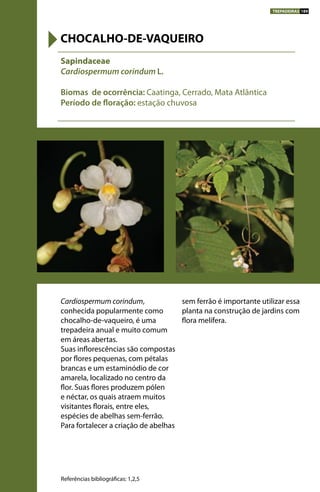 Cardiospermum corindum,
conhecida popularmente como
chocalho-de-vaqueiro, é uma
trepadeira anual e muito comum
em áreas abertas.
Suas inflorescências são compostas
por flores pequenas, com pétalas
brancas e um estaminódio de cor
amarela, localizado no centro da
flor. Suas flores produzem pólen
e néctar, os quais atraem muitos
visitantes florais, entre eles,
espécies de abelhas sem-ferrão.
Para fortalecer a criação de abelhas
sem ferrão é importante utilizar essa
planta na construção de jardins com
flora melífera.
Sapindaceae
Cardiospermum corindum L.
Biomas de ocorrência: Caatinga, Cerrado, Mata Atlântica
Período de floração: estação chuvosa
CHOCALHO-DE-VAQUEIRO
Referências bibliográficas: 1,2,5
TREPADEIRAS 189
 