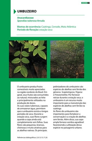 O umbuzeiro produz frutos
comestíveis muito apreciados
na região nordeste do Brasil. Em
geral, seus frutos são consumidos
ao natural, misturados ao leite
e principalmente utilizados na
produção de doces.
As suas raízes tuberosas, capazes
de armazenar água, permitem
que o umbuzeiro resista a longos
períodos de seca. Durante a
estação seca, suas flores surgem
quando a copa ainda está
completamente sem folhas. Suas
flores são pequenas, brancas,
cheirosas e muito atrativas para
as abelhas nativas. Os principais
polinizadores do umbuzeiro são
espécies de abelhas sem ferrão dos
gêneros Scaptotrigona, Trigona
e Frieseomelitta. Por fornecer
néctar durante a estação seca, o
umbuzeiro é um recurso muito
importante para a manutenção das
espécies de abelhas sem ferrão na
caatinga
As flores do umbuzeiro são
importantes para fortalecer a
conservação e a criação de abelhas
sem ferrão. Além disso, sua copa
ampla fornece sombra agradável
favorecendo a utilização dessa
espécie no paisagismo urbano.
Anacardiaceae
Spondias tuberosa Arruda
Biomas de ocorrência: Caatinga, Cerrado, Mata Atlântica
Período de floração: estação seca
UMBUZEIRO
Referências bibliográficas: 2,9,13,15,17,20
ÁRVORES 19
 