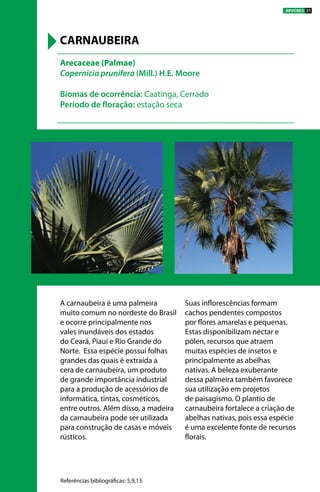 A carnaubeira é uma palmeira
muito comum no nordeste do Brasil
e ocorre principalmente nos
vales inundáveis dos estados
do Ceará, Piauí e Rio Grande do
Norte. Essa espécie possui folhas
grandes das quais é extraída a
cera de carnaubeira, um produto
de grande importância industrial
para a produção de acessórios de
informática, tintas, cosméticos,
entre outros. Além disso, a madeira
da carnaubeira pode ser utilizada
para construção de casas e móveis
rústicos.
Suas inflorescências formam
cachos pendentes compostos
por flores amarelas e pequenas.
Estas disponibilizam néctar e
pólen, recursos que atraem
muitas espécies de insetos e
principalmente as abelhas
nativas. A beleza exuberante
dessa palmeira também favorece
sua utilização em projetos
de paisagismo. O plantio de
carnaubeira fortalece a criação de
abelhas nativas, pois essa espécie
é uma excelente fonte de recursos
florais.
Arecaceae (Palmae)
Copernicia prunifera (Mill.) H.E. Moore
Biomas de ocorrência: Caatinga, Cerrado
Período de floração: estação seca
CARNAUBEIRA
Referências bibliográficas: 5,9,13
ÁRVORES 21
 