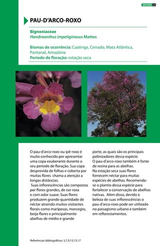 O pau-d’arco-roxo ou ipê-roxo é
muito conhecido por apresentar
uma copa exuberante durante o
seu período de floração. Sua copa
desprovida de folhas e coberta por
muitas flores chama a atenção a
longas distâncias.
Suas inflorescências são compostas
por flores grandes, de cor roxa
e com odor suave. Suas flores
produzem grande quantidade de
néctar atraindo muitos visitantes
florais como mariposas, morcegos,
beija-flores e principalmente
abelhas de médio e grande
porte, as quais são os principais
polinizadores dessa espécie.
O pau-d’arco-roxo também é fonte
de resina para as abelhas.
Na estação seca suas flores
fornecem néctar para muitas
espécies de abelhas. Recomenda-
se o plantio dessa espécie para
fortalecer a conservação de abelhas
nativas. Além disso, devido à
beleza de suas inflorescências o
pau-d’arco-roxo pode ser utilizado
no paisagismo urbano e também
em reflorestamentos.
Bignoniaceae
Handroanthus impetiginosus Mattos
Biomas de ocorrência: Caatinga, Cerrado, Mata Atlântica,
Pantanal, Amazônia
Período de floração: estação seca
PAU-D’ARCO-ROXO
Referências bibliográficas: 5,7,9,13,15,17
ÁRVORES 23
 
