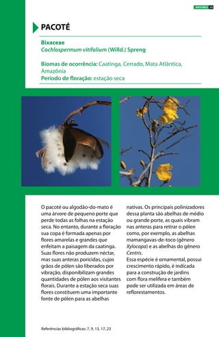 O pacoté ou algodão-do-mato é
uma árvore de pequeno porte que
perde todas as folhas na estação
seca. No entanto, durante a floração
sua copa é formada apenas por
flores amarelas e grandes que
enfeitam a paisagem da caatinga.
Suas flores não produzem néctar,
mas suas anteras poricidas, cujos
grãos de pólen são liberados por
vibração, disponibilizam grandes
quantidades de pólen aos visitantes
florais. Durante a estação seca suas
flores constituem uma importante
fonte de pólen para as abelhas
nativas. Os principais polinizadores
dessa planta são abelhas de médio
ou grande porte, as quais vibram
nas anteras para retirar o pólen
como, por exemplo, as abelhas
mamangavas-de-toco (gênero
Xylocopa) e as abelhas do gênero
Centris.
Essa espécie é ornamental, possui
crescimento rápido, é indicada
para a construção de jardins
com flora melífera e também
pode ser utilizada em áreas de
reflorestamentos.
Bixaceae
Cochlospermum vitifolium (Willd.) Spreng
Biomas de ocorrência: Caatinga, Cerrado, Mata Atlântica,
Amazônia
Período de floração: estação seca
PACOTÉ
Referências bibliográficas: 7, 9, 13, 17, 23
ÁRVORES 25
 