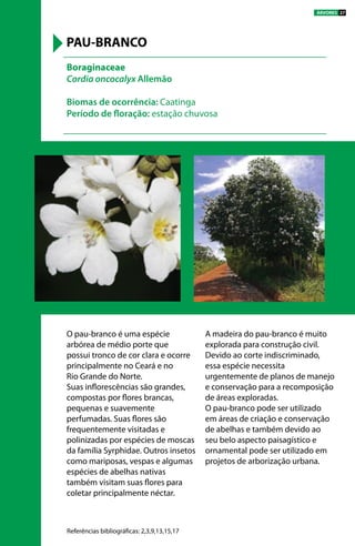 O pau-branco é uma espécie
arbórea de médio porte que
possui tronco de cor clara e ocorre
principalmente no Ceará e no
Rio Grande do Norte.
Suas inflorescências são grandes,
compostas por flores brancas,
pequenas e suavemente
perfumadas. Suas flores são
frequentemente visitadas e
polinizadas por espécies de moscas
da família Syrphidae. Outros insetos
como mariposas, vespas e algumas
espécies de abelhas nativas
também visitam suas flores para
coletar principalmente néctar.
A madeira do pau-branco é muito
explorada para construção civil.
Devido ao corte indiscriminado,
essa espécie necessita
urgentemente de planos de manejo
e conservação para a recomposição
de áreas exploradas.
O pau-branco pode ser utilizado
em áreas de criação e conservação
de abelhas e também devido ao
seu belo aspecto paisagístico e
ornamental pode ser utilizado em
projetos de arborização urbana.
Boraginaceae
Cordia oncocalyx Allemão
Biomas de ocorrência: Caatinga
Período de floração: estação chuvosa
PAU-BRANCO
Referências bibliográficas: 2,3,9,13,15,17
ÁRVORES 27
 