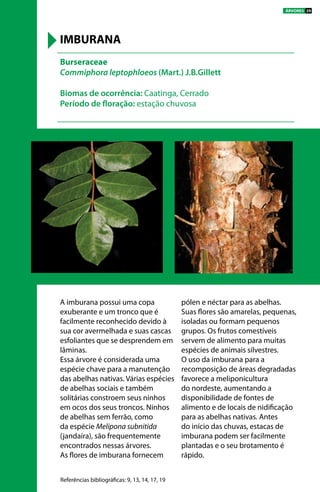 A imburana possui uma copa
exuberante e um tronco que é
facilmente reconhecido devido à
sua cor avermelhada e suas cascas
esfoliantes que se desprendem em
lâminas.
Essa árvore é considerada uma
espécie chave para a manutenção
das abelhas nativas. Várias espécies
de abelhas sociais e também
solitárias constroem seus ninhos
em ocos dos seus troncos. Ninhos
de abelhas sem ferrão, como
da espécie Melipona subnitida
(jandaíra), são frequentemente
encontrados nessas árvores.
As flores de imburana fornecem
pólen e néctar para as abelhas.
Suas flores são amarelas, pequenas,
isoladas ou formam pequenos
grupos. Os frutos comestíveis
servem de alimento para muitas
espécies de animais silvestres.
O uso da imburana para a
recomposição de áreas degradadas
favorece a meliponicultura
do nordeste, aumentando a
disponibilidade de fontes de
alimento e de locais de nidificação
para as abelhas nativas. Antes
do início das chuvas, estacas de
imburana podem ser facilmente
plantadas e o seu brotamento é
rápido.
Burseraceae
Commiphora leptophloeos (Mart.) J.B.Gillett
Biomas de ocorrência: Caatinga, Cerrado
Período de floração: estação chuvosa
IMBURANA
Referências bibliográficas: 9, 13, 14, 17, 19
ÁRVORES 29
 