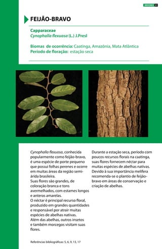 Cynophalla flexuosa, conhecida
popularmente como feijão-bravo,
é uma espécie de porte pequeno
que possui folhas perenes e ocorre
em muitas áreas da região semi-
árida brasileira.
Suas flores são grandes, de
coloração branca e tons
avermelhados, com estames longos
e anteras amarelas.
O néctar é principal recurso floral,
produzido em grandes quantidades
e responsável por atrair muitas
espécies de abelhas nativas.
Além das abelhas, outros insetos
e também morcegos visitam suas
flores.
Durante a estação seca, período com
poucos recursos florais na caatinga,
suas flores fornecem néctar para
muitas espécies de abelhas nativas.
Devido à sua importância melífera
recomenda-se o plantio de feijão-
bravo em áreas de conservação e
criação de abelhas.
Capparaceae
Cynophalla flexuosa (L.) J.Presl
Biomas de ocorrência: Caatinga, Amazônia, Mata Atlântica
Período de floração: estação seca
FEIJÃO-BRAVO
Referências bibliográficas: 5, 6, 9, 13, 17
ÁRVORES 31
 