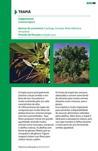 O trapiá ocorre principalmente
próximo a locais úmidos e em
beira de rios. Essa planta é
muito conhecida pelo seu odor
característico de alho.
As inflorescências do trapiá são
compostas por muitas flores de
pétalas brancas e estames longos
com tons avermelhados. Suas
flores produzem néctar em grande
quantidade atraindo muitos
animais como morcegos, mariposas
e abelhas nativas. As abelhas sem
ferrão do gênero Plebeia (jati ou
mosquito) e do gênero Trigona
(arapuá) visitam suas flores para
coletar néctar e pólen.
Os frutos de trapiá são carnosos,
adocicados e servem como fonte
de alimento para muitos animais
silvestres como macacos, aves e
peixes.
Essa espécie é muito importante
para aumentar a disponibilidade
de recursos alimentares utilizados
pelas abelhas. Além disso, o trapiá é
ideal para o paisagismo urbano, pois
sua copa mantém as folhas durante
a maior parte do ano fornecendo
sombra agradável.
Capparaceae
Crateva tapia L
Biomas de ocorrência: Caatinga, Cerrado, Mata Atlântica,
Amazônia
Período de floração: estação seca
TRAPIÁ
Referências bibliográficas: 6,7,9,13,14,17
ÁRVORES 33
 