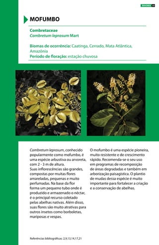 Combretum leprosum, conhecido
popularmente como mofumbo, é
uma espécie arbustiva ou arvoreta,
com 2 - 3 m de altura.
Suas inflorescências são grandes,
compostas por muitas flores
amareladas, pequenas e muito
perfumadas. Na base da flor
forma um pequeno tubo onde é
produzido e armazenado o néctar,
é o principal recurso coletado
pelas abelhas nativas. Além disso,
suas flores são muito atrativas para
outros insetos como borboletas,
mariposas e vespas.
O mofumbo é uma espécie pioneira,
muito resistente e de crescimento
rápido. Recomenda-se o seu uso
em programas de recomposição
de áreas degradadas e também em
arborização paisagística. O plantio
de mudas dessa espécie é muito
importante para fortalecer a criação
e a conservação de abelhas.
Combretaceae
Combretum leprosum Mart
Biomas de ocorrência: Caatinga, Cerrado, Mata Atlântica,
Amazônia
Período de floração: estação chuvosa
MOFUMBO
Referências bibliográficas: 2,9,13,14,17,21
ÁRVORES 35
 