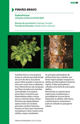 O pinhão-bravo é uma pequena
árvore ou arbusto que pode atingir
até 3,0 m de altura. Essa planta
possui folhas grandes e caule de cor
clara com cascas finas e esfoliantes.
Suas inflorescências são compostas
por flores amarelas com manchas
avermelhadas. Essa espécie
possui flores masculinas que
disponibilizam pólen e néctar
para os visitantes florais e flores
femininas que disponibilizam
apenas néctar. Os nectários
presentes nas flores femininas
formam um disco que é facilmente
acessado por muitos insetos como
abelhas, vespas e borboletas.
Os principais polinizadores do
pinhão-bravo são as abelhas sem
ferrão Trigona spinipes (arapuá) e as
abelhas da tribo Euglossini (Eulaema
nigrita). O látex dessa planta é
utilizado como fonte de resina pelas
abelhas.
Recomenda-se o plantio dessa
espécie para complementar a
quantidade de recursos florais
disponíveis às abelhas. Além disso,
o pinhão-bravo é ornamental e
pode ser utilizado no paisagismo
urbano.
Euphorbiaceae
Jatropha mollissima (Pohl) Baill
Biomas de ocorrência: Caatinga, Cerrado
Período de floração: estação seca e chuvosa
PINHÃO-BRAVO
Referências bibliográficas: 5,9,13,17,24,25
ÁRVORES 39
 