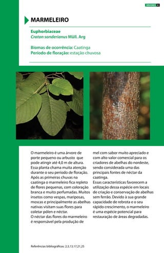 O marmeleiro é uma árvore de
porte pequeno ou arbusto que
pode atingir até 4,0 m de altura.
Essa planta chama muita atenção
durante o seu período de floração.
Após as primeiras chuvas na
caatinga o marmeleiro fica repleto
de flores pequenas, com coloração
branca e muito perfumadas. Muitos
insetos como vespas, mariposas,
moscas e principalmente as abelhas
nativas visitam suas flores para
coletar pólen e néctar.
O néctar das flores do marmeleiro
é responsável pela produção de
mel com sabor muito apreciado e
com alto valor comercial para os
criadores de abelhas do nordeste,
sendo considerada uma das
principais fontes de néctar da
caatinga.
Essas características favorecem a
utilização dessa espécie em locais
de criação e conservação de abelhas
sem ferrão. Devido à sua grande
capacidade de rebrota e o seu
rápido crescimento, o marmeleiro
é uma espécie potencial para
restauração de áreas degradadas.
Euphorbiaceae
Croton sonderianus Müll. Arg
Biomas de ocorrência: Caatinga
Período de floração: estação chuvosa
MARMELEIRO
Referências bibliográficas: 2,3,13,17,21,25
ÁRVORES 41
 