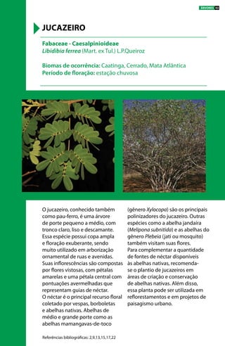O jucazeiro, conhecido também
como pau-ferro, é uma árvore
de porte pequeno a médio, com
tronco claro, liso e descamante.
Essa espécie possui copa ampla
e floração exuberante, sendo
muito utilizado em arborização
ornamental de ruas e avenidas.
Suas inflorescências são compostas
por flores vistosas, com pétalas
amarelas e uma pétala central com
pontuações avermelhadas que
representam guias de néctar.
O néctar é o principal recurso floral
coletado por vespas, borboletas
e abelhas nativas. Abelhas de
médio e grande porte como as
abelhas mamangavas-de-toco
(gênero Xylocopa) são os principais
polinizadores do jucazeiro. Outras
espécies como a abelha jandaíra
(Melipona subnitida) e as abelhas do
gênero Plebeia (jati ou mosquito)
também visitam suas flores.
Para complementar a quantidade
de fontes de néctar disponíveis
às abelhas nativas, recomenda-
se o plantio de jucazeiros em
áreas de criação e conservação
de abelhas nativas. Além disso,
essa planta pode ser utilizada em
reflorestamentos e em projetos de
paisagismo urbano.
Fabaceae - Caesalpinioideae
Libidibia ferrea (Mart. ex Tul.) L.P.Queiroz
Biomas de ocorrência: Caatinga, Cerrado, Mata Atlântica
Período de floração: estação chuvosa
JUCAZEIRO
Referências bibliográficas: 2,9,13,15,17,22
ÁRVORES 43
 