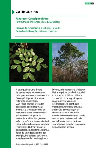 A catingueira é uma árvore
de pequeno porte que ocorre
principalmente em solos arenosos.
Essa espécie possui tronco de
coloração acinzentado.
Suas flores emitem leve odor
adocicado, possuem pétalas
amarelas e uma pétala central
com pontuações avermelhadas
que representam guias de
néctar. As abelhas dos gêneros
Xylocopa e Centris são os principais
polinizadores de plantas do gênero
Poincianella. Outros visitantes
florais também coletam néctar das
flores de catingueira como, por
exemplo, borboletas, beija-flores
e abelhas sem ferrão dos gêneros
Trigona, Frieseomelitta e Melipona.
Muitas espécies de abelhas sociais
e de abelhas solitárias utilizam
os troncos de catingueira para
construírem seus ninhos.
Recomenda-se o plantio de
mudas de catingueira em áreas
de criação e conservação de
abelhas nativas. Além disso,
devido ao seu crescimento rápido,
essa espécie pode ser utilizada
em reflorestamentos de áreas
degradadas e também em projetos
de paisagismo urbano.
Fabaceae - Caesalpinioideae
Poincianella bracteosa (Tul.) L.P.Queiroz
Biomas de ocorrência: Caatinga, Cerrado
Período de floração: estação chuvosa
CATINGUEIRA
Referências bibliográficas: 9,10,11,13,19,22
ÁRVORES 45
 
