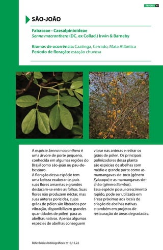 A espécie Senna macranthera é
uma árvore de porte pequeno,
conhecida em algumas regiões do
Brasil como são-joão ou pau-de-
besouro.
A floração dessa espécie tem
uma beleza exuberante, pois
suas flores amarelas e grandes
destacam-se entre as folhas. Suas
flores não produzem néctar, mas
suas anteras poricidas, cujos
grãos de pólen são liberados por
vibração, disponibilizam grandes
quantidades de pólen para as
abelhas nativas. Apenas algumas
espécies de abelhas conseguem
vibrar nas anteras e retirar os
grãos de pólen. Os principais
polinizadores dessa planta
são espécies de abelhas com
médio e grande porte como as
mamangavas-de-toco (gênero
Xylocopa) e as mamangavas-de-
chão (gênero Bombus).
Essa espécie possui crescimento
rápido, pode ser utilizada em
áreas próximas aos locais de
criação de abelhas nativas
e também em projetos de
restauração de áreas degradadas.
Fabaceae - Caesalpinioideae
Senna macranthera (DC. ex Collad.) Irwin & Barneby
Biomas de ocorrência: Caatinga, Cerrado, Mata Atlântica
Período de floração: estação chuvosa
SÃO-JOÃO
Referências bibliográficas: 9,13,15,22
ÁRVORES 47
 