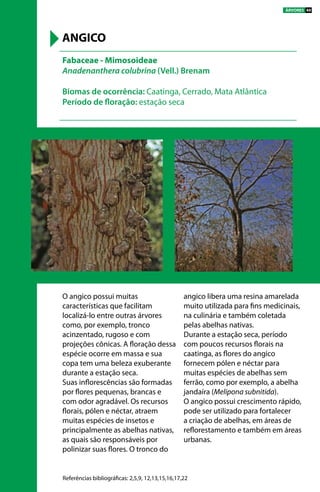 O angico possui muitas
características que facilitam
localizá-lo entre outras árvores
como, por exemplo, tronco
acinzentado, rugoso e com
projeções cônicas. A floração dessa
espécie ocorre em massa e sua
copa tem uma beleza exuberante
durante a estação seca.
Suas inflorescências são formadas
por flores pequenas, brancas e
com odor agradável. Os recursos
florais, pólen e néctar, atraem
muitas espécies de insetos e
principalmente as abelhas nativas,
as quais são responsáveis por
polinizar suas flores. O tronco do
angico libera uma resina amarelada
muito utilizada para fins medicinais,
na culinária e também coletada
pelas abelhas nativas.
Durante a estação seca, período
com poucos recursos florais na
caatinga, as flores do angico
fornecem pólen e néctar para
muitas espécies de abelhas sem
ferrão, como por exemplo, a abelha
jandaíra (Melipona subnitida).
O angico possui crescimento rápido,
pode ser utilizado para fortalecer
a criação de abelhas, em áreas de
reflorestamento e também em áreas
urbanas.
Fabaceae - Mimosoideae
Anadenanthera colubrina (Vell.) Brenam
Biomas de ocorrência: Caatinga, Cerrado, Mata Atlântica
Período de floração: estação seca
ANGICO
Referências bibliográficas: 2,5,9, 12,13,15,16,17,22
ÁRVORES 49
 