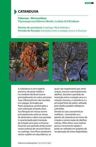 A catanduva é uma espécie
pioneira, de porte médio e
no nordeste do Brasil ocorre
principalmente em solos arenosos.
Suas inflorescências são reunidas
em espigas, formadas por
flores pequenas, perfumadas e
com coloração amarelo claro.
Sua floração em massa ocorre
principalmente entre os meses
de dezembro e abril, esse período
é caracterizado pela transição
da estação seca para a chuvosa.
Durante esse período ainda ocorre
muita carência de recursos florais
na caatinga. Suas flores produzem
néctar e pólen em abundância, os
quais são responsáveis por atrair
vespas, moscas e principalmente
abelhas. Durante o período de
transição entre a estação seca e a
estação chuvosa, a catanduva é a
principal fonte de pólen utilizada
pela abelha jandaíra (Melipona
subnitida).
Devido às suas características
melíferas, recomenda-se o
plantio de catanduva em áreas de
criação e conservação de abelhas
nativas. Além disso, essa espécie
possui crescimento rápido e
pode ser utilizada em projetos de
recuperação de áreas degradadas.
Fabaceae - Mimosoideae
Pityrocarpa moniliformis (Benth.) Luckow & R.W.Jobson
Biomas de ocorrência: Caatinga, Mata Atlântica
Período de floração: transição entre a estação seca e a chuvosa
CATANDUVA
Referências bibliográficas: 12,13,14,17,18,21
ÁRVORES 51
 