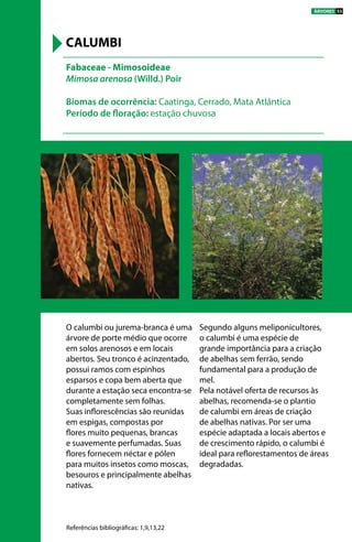 O calumbi ou jurema-branca é uma
árvore de porte médio que ocorre
em solos arenosos e em locais
abertos. Seu tronco é acinzentado,
possui ramos com espinhos
esparsos e copa bem aberta que
durante a estação seca encontra-se
completamente sem folhas.
Suas inflorescências são reunidas
em espigas, compostas por
flores muito pequenas, brancas
e suavemente perfumadas. Suas
flores fornecem néctar e pólen
para muitos insetos como moscas,
besouros e principalmente abelhas
nativas.
Segundo alguns meliponicultores,
o calumbi é uma espécie de
grande importância para a criação
de abelhas sem ferrão, sendo
fundamental para a produção de
mel.
Pela notável oferta de recursos às
abelhas, recomenda-se o plantio
de calumbi em áreas de criação
de abelhas nativas. Por ser uma
espécie adaptada a locais abertos e
de crescimento rápido, o calumbi é
ideal para reflorestamentos de áreas
degradadas.
Fabaceae - Mimosoideae
Mimosa arenosa (Willd.) Poir
Biomas de ocorrência: Caatinga, Cerrado, Mata Atlântica
Período de floração: estação chuvosa
CALUMBI
Referências bibliográficas: 1,9,13,22
ÁRVORES 53
 