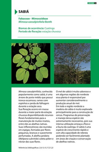 Mimosa caesalpinifolia, conhecida
popularmente como sabiá, é uma
árvore de porte médio que possui
tronco escamoso, ramos com
espinhos e perda de folhagem
durante a estação seca.
Sua floração ocorre em massa
durante a maior parte da estação
chuvosa disponibilizando recursos
florais fundamentais para a
manutenção de muitos insetos,
entre eles as abelhas nativas.
Suas inflorescências são reunidas
em espigas, formadas por flores
pequenas, brancas e suavemente
perfumadas. A abelha jandaíra
(Melipona subnitida) coleta pólen e
néctar das suas flores.
O mel de sabiá é muito saboroso e
em algumas regiões do nordeste
essa planta é responsável por
aumentar consideravelmente a
produção anual de mel.
Em toda a região nordeste a
madeira do sábia é muito explorada
principalmente para a construção de
cercas. Programas de preservação
e manejo dessa espécie são
extremamente necessários, pois sua
intensa utilização ameaça a flora e
a fauna da caatinga. O sabiá é uma
espécie de crescimento rápido e
com alta capacidade de rebrota
podendo ser facilmente plantado
em áreas de criação e conservação
de abelhas nativas.
Fabaceae - Mimosoideae
Mimosa caesalpinifolia Benth
Biomas de ocorrência: Caatinga
Período de floração: estação chuvosa
SABIÁ
Referências bibliográficas: 2,9,13,15,17,21,22
ÁRVORES 55
 