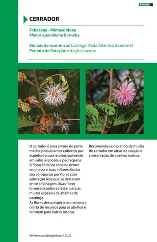 O cerrador é uma árvore de porte
médio, possui ramos cobertos por
espinhos e ocorre principalmente
em solos arenosos e pedregosos.
A floração dessa espécie ocorre
em massa e suas inflorescências
são compostas por flores com
coloração rosa que se destacam
entre a folhagem. Suas flores
fornecem pólen e néctar para as
muitas espécies de abelhas da
caatinga.
As flores dessa espécie aumentam a
oferta de recursos para as abelhas e
também para outros insetos.
Recomenda-se o plantio de mudas
de cerrador em áreas de criação e
conservação de abelhas nativas.
Fabaceae - Mimosoideae
Mimosa paraibana Barneby
Biomas de ocorrência: Caatinga, Mata Atlântica (nordeste)
Período de floração: estação chuvosa
CERRADOR
Referências bibliográficas: 5,13,22
ÁRVORES 57
 
