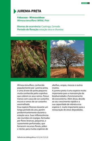 Mimosa tenuiflora, conhecida
popularmente por jurema-preta,
é uma árvore de porte pequeno
muito conhecida pelos espinhos
que cobrem os seus ramos. Possui
tronco com casca de cor castanho
escuro e ramos de cor castanho
avermelhada.
Essa espécie floresce durante um
longo período do ano, porém
predominantemente durante a
estação seca. Suas inflorescências
são reunidas em espigas, formadas
por flores brancas, pequenas, e
suavemente perfumadas, que
fornecem recursos florais, pólen
e néctar, para muitas espécies de
abelhas, vespas, moscas e outros
insetos.
A jurema-preta é uma espécie muito
importante para a manutenção da
biodiversidade e funcionamento
do ecossistema. Além disso, devido
ao seu crescimento rápido e a
sua capacidade de rebrota essa
espécie é muito importante para a
restauração de áreas degradadas.
Fabaceae - Mimosoideae
Mimosa tenuiflora (Willd.) Poir
Biomas de ocorrência: Caatinga, Cerrado
Período de floração: estação seca e chuvosa
JUREMA-PRETA
Referências bibliográficas: 9,13,14,17,21,22
ÁRVORES 59
 