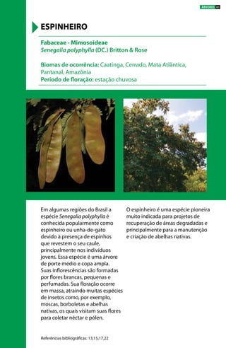 Em algumas regiões do Brasil a
espécie Senegalia polyphylla é
conhecida popularmente como
espinheiro ou unha-de-gato
devido à presença de espinhos
que revestem o seu caule,
principalmente nos indivíduos
jovens. Essa espécie é uma árvore
de porte médio e copa ampla.
Suas inflorescências são formadas
por flores brancas, pequenas e
perfumadas. Sua floração ocorre
em massa, atraindo muitas espécies
de insetos como, por exemplo,
moscas, borboletas e abelhas
nativas, os quais visitam suas flores
para coletar néctar e pólen.
O espinheiro é uma espécie pioneira
muito indicada para projetos de
recuperação de áreas degradadas e
principalmente para a manutenção
e criação de abelhas nativas.
Fabaceae - Mimosoideae
Senegalia polyphylla (DC.) Britton & Rose
Biomas de ocorrência: Caatinga, Cerrado, Mata Atlântica,
Pantanal, Amazônia
Período de floração: estação chuvosa
ESPINHEIRO
Referências bibliográficas: 13,15,17,22
ÁRVORES 61
 