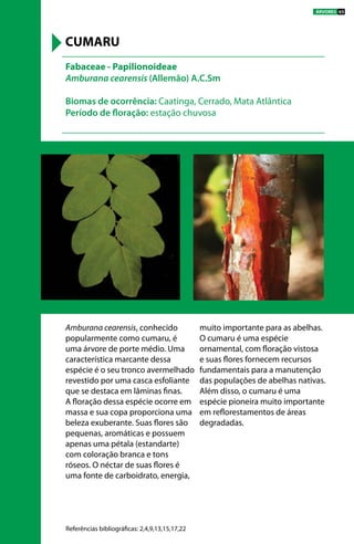 Amburana cearensis, conhecido
popularmente como cumaru, é
uma árvore de porte médio. Uma
característica marcante dessa
espécie é o seu tronco avermelhado
revestido por uma casca esfoliante
que se destaca em lâminas finas.
A floração dessa espécie ocorre em
massa e sua copa proporciona uma
beleza exuberante. Suas flores são
pequenas, aromáticas e possuem
apenas uma pétala (estandarte)
com coloração branca e tons
róseos. O néctar de suas flores é
uma fonte de carboidrato, energia,
muito importante para as abelhas.
O cumaru é uma espécie
ornamental, com floração vistosa
e suas flores fornecem recursos
fundamentais para a manutenção
das populações de abelhas nativas.
Além disso, o cumaru é uma
espécie pioneira muito importante
em reflorestamentos de áreas
degradadas.
Fabaceae - Papilionoideae
Amburana cearensis (Allemão) A.C.Sm
Biomas de ocorrência: Caatinga, Cerrado, Mata Atlântica
Período de floração: estação chuvosa
CUMARU
Referências bibliográficas: 2,4,9,13,15,17,22
ÁRVORES 63
 