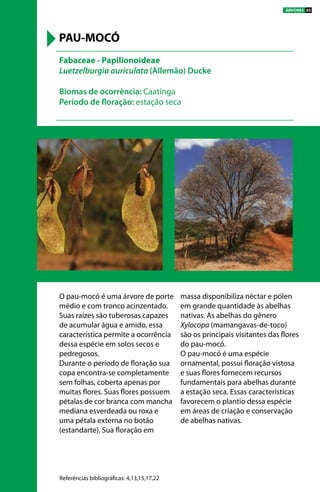 O pau-mocó é uma árvore de porte
médio e com tronco acinzentado.
Suas raízes são tuberosas capazes
de acumular água e amido, essa
característica permite a ocorrência
dessa espécie em solos secos e
pedregosos.
Durante o período de floração sua
copa encontra-se completamente
sem folhas, coberta apenas por
muitas flores. Suas flores possuem
pétalas de cor branca com mancha
mediana esverdeada ou roxa e
uma pétala externa no botão
(estandarte). Sua floração em
massa disponibiliza néctar e pólen
em grande quantidade às abelhas
nativas. As abelhas do gênero
Xylocopa (mamangavas-de-toco)
são os principais visitantes das flores
do pau-mocó.
O pau-mocó é uma espécie
ornamental, possui floração vistosa
e suas flores fornecem recursos
fundamentais para abelhas durante
a estação seca. Essas características
favorecem o plantio dessa espécie
em áreas de criação e conservação
de abelhas nativas.
Fabaceae - Papilionoideae
Luetzelburgia auriculata (Allemão) Ducke
Biomas de ocorrência: Caatinga
Período de floração: estação seca
PAU-MOCÓ
Referências bibliográficas: 4,13,15,17,22
ÁRVORES 65
 