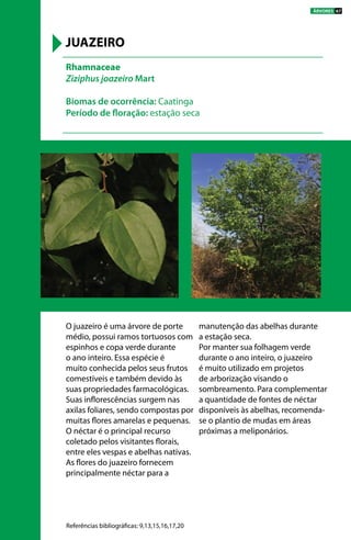 O juazeiro é uma árvore de porte
médio, possui ramos tortuosos com
espinhos e copa verde durante
o ano inteiro. Essa espécie é
muito conhecida pelos seus frutos
comestíveis e também devido às
suas propriedades farmacológicas.
Suas inflorescências surgem nas
axilas foliares, sendo compostas por
muitas flores amarelas e pequenas.
O néctar é o principal recurso
coletado pelos visitantes florais,
entre eles vespas e abelhas nativas.
As flores do juazeiro fornecem
principalmente néctar para a
manutenção das abelhas durante
a estação seca.
Por manter sua folhagem verde
durante o ano inteiro, o juazeiro
é muito utilizado em projetos
de arborização visando o
sombreamento. Para complementar
a quantidade de fontes de néctar
disponíveis às abelhas, recomenda-
se o plantio de mudas em áreas
próximas a meliponários.
Rhamnaceae
Ziziphus joazeiro Mart
Biomas de ocorrência: Caatinga
Período de floração: estação seca
JUAZEIRO
Referências bibliográficas: 9,13,15,16,17,20
ÁRVORES 67
 