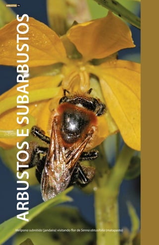 Melipona subnitida (jandaíra) visitando flor de Senna obtusifolia (matapasto)
ARBUSTOSESUBARBUSTOS
ARBUSTOS 70
 