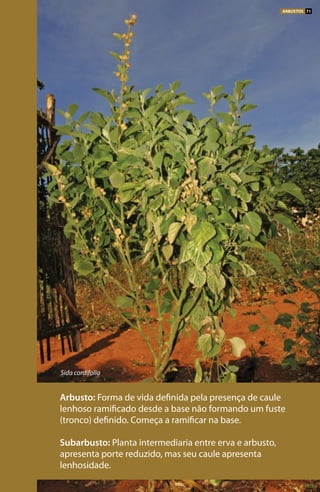 Arbusto: Forma de vida definida pela presença de caule
lenhoso ramificado desde a base não formando um fuste
(tronco) definido. Começa a ramificar na base.
Subarbusto: Planta intermediaria entre erva e arbusto,
apresenta porte reduzido, mas seu caule apresenta
lenhosidade.
Sida cordifolia
ARBUSTOS 71
 