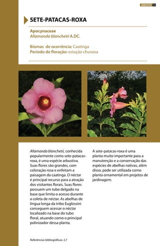 Allamanda blanchetii, conhecida
popularmente como sete-patacas-
roxa, é uma espécie arbustiva.
Suas flores são grandes, com
coloração rosa e enfeitam a
paisagem da caatinga. O néctar
é principal recurso para a atração
dos visitantes florais. Suas flores
possuem um tubo delgado na
base que limita o acesso durante
a coleta de néctar. As abelhas de
língua longa da tribo Euglossini
conseguem acessar o néctar
localizado na base do tubo
floral, atuando como o principal
polinizador dessa planta.
A sete-patacas-roxa é uma
planta muito importante para a
manutenção e a conservação das
espécies de abelhas nativas, além
disso, pode ser utilizada como
planta ornamental em projetos de
jardinagem.
Apocynaceae
Allamanda blanchetii A.DC.
Biomas de ocorrência: Caatinga
Período de floração: estação chuvosa
SETE-PATACAS-ROXA
Referências bibliográficas: 2,7
ARBUSTOS 73
 