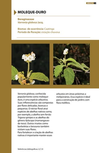 Varronia globosa, conhecida
popularmente como moleque-
duro, é uma espécie arbustiva.
Suas inflorescências são compostas
por flores delicadas, brancas e
pequenas. O néctar floral atrai
espécies de abelhas nativas como,
por exemplo, a abelha sem ferrão
Trigona spinipes e as abelhas do
gênero Xylocopa (mamangavas-
de-toco). Outros insetos como
borboletas e besouros também
visitam suas flores.
Para fortalecer a criação de abelhas
nativas é importante manter esses
arbustos em áreas próximas a
meliponários. Essa espécie é ideal
para a construção de jardins com
flora melífera.
Boraginaceae
Varronia globosa Jacq.
Biomas de ocorrência: Caatinga
Período de floração: estação chuvosa
MOLEQUE-DURO
Referências bibliográficas: 4,7,10
ARBUSTOS 75
 
