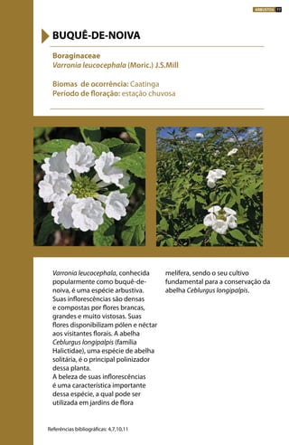 Varronia leucocephala, conhecida
popularmente como buquê-de-
noiva, é uma espécie arbustiva.
Suas inflorescências são densas
e compostas por flores brancas,
grandes e muito vistosas. Suas
flores disponibilizam pólen e néctar
aos visitantes florais. A abelha
Ceblurgus longipalpis (família
Halictidae), uma espécie de abelha
solitária, é o principal polinizador
dessa planta.
A beleza de suas inflorescências
é uma característica importante
dessa espécie, a qual pode ser
utilizada em jardins de flora
melífera, sendo o seu cultivo
fundamental para a conservação da
abelha Ceblurgus longipalpis.
Boraginaceae
Varronia leucocephala (Moric.) J.S.Mill
Biomas de ocorrência: Caatinga
Período de floração: estação chuvosa
BUQUÊ-DE-NOIVA
Referências bibliográficas: 4,7,10,11
ARBUSTOS 77
 