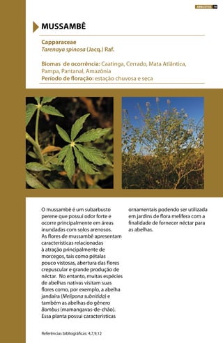 O mussambê é um subarbusto
perene que possui odor forte e
ocorre principalmente em áreas
inundadas com solos arenosos.
As flores de mussambê apresentam
características relacionadas
à atração principalmente de
morcegos, tais como pétalas
pouco vistosas, abertura das flores
crepuscular e grande produção de
néctar. No entanto, muitas espécies
de abelhas nativas visitam suas
flores como, por exemplo, a abelha
jandaíra (Melipona subnitida) e
também as abelhas do gênero
Bombus (mamangavas-de-chão).
Essa planta possui características
ornamentais podendo ser utilizada
em jardins de flora melífera com a
finalidade de fornecer néctar para
as abelhas.
Capparaceae
Tarenaya spinosa (Jacq.) Raf.
Biomas de ocorrência: Caatinga, Cerrado, Mata Atlântica,
Pampa, Pantanal, Amazônia
Período de floração: estação chuvosa e seca
MUSSAMBÊ
Referências bibliográficas: 4,7,9,12
ARBUSTOS 79
 